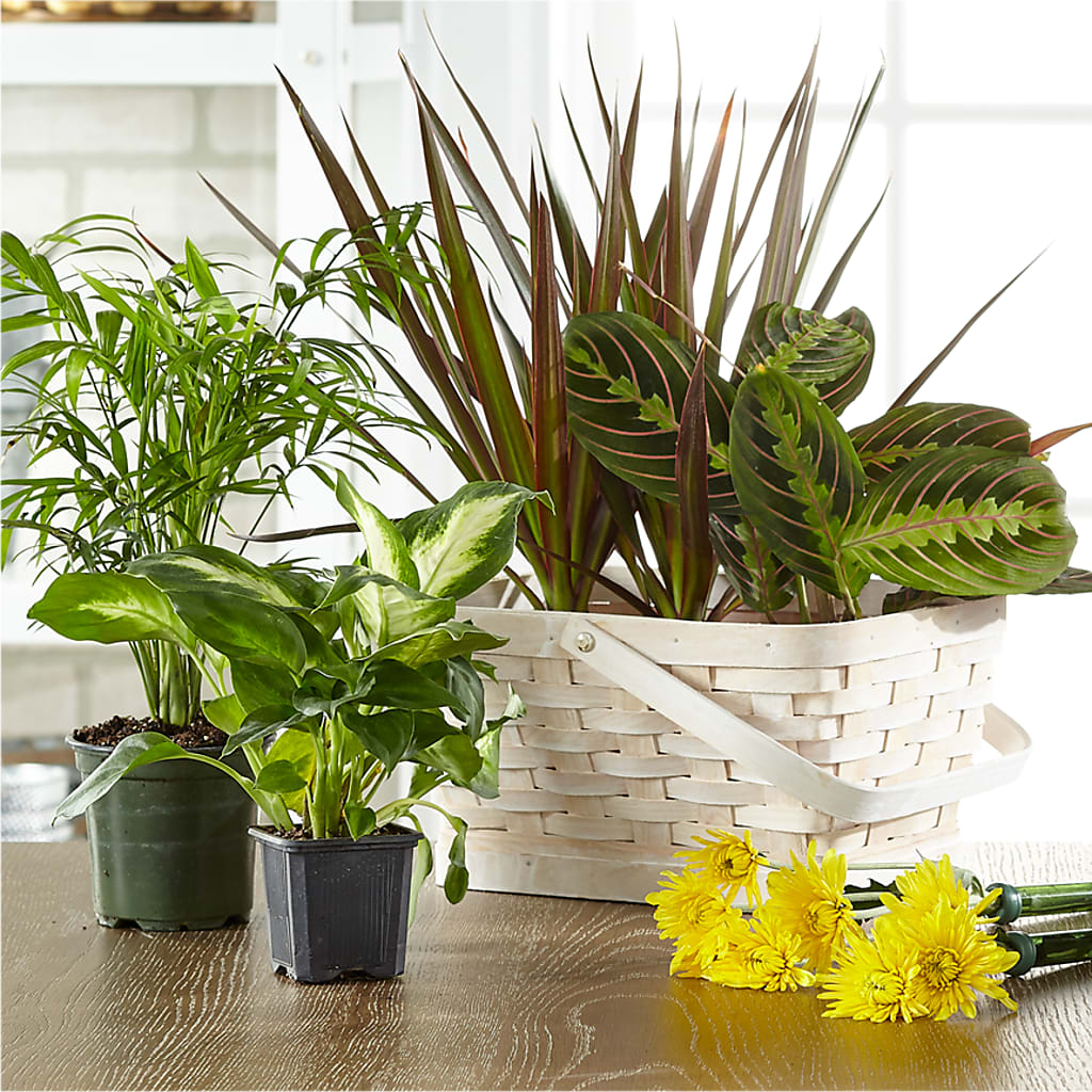 Florist Designed Blooming and Green Plants in a Basket – Danville Floral And Gifts Llc, Danville IL