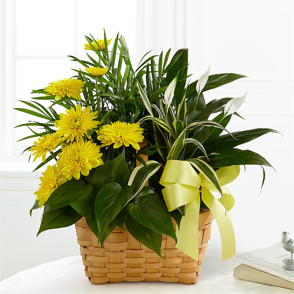 Loving Light Dishgarden – Danville Floral And Gifts Llc, Danville IL