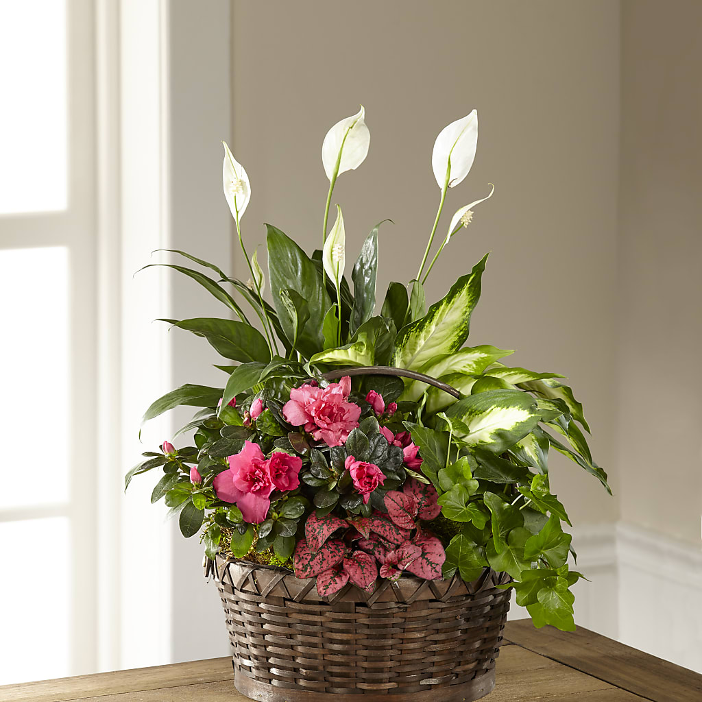 Dream in Pink Dishgarden – Danville Floral And Gifts Llc, Danville IL