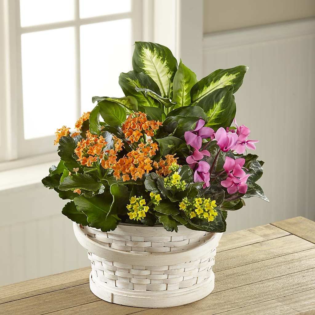 Color Crush Dishgarden – Danville Floral And Gifts Llc, Danville IL
