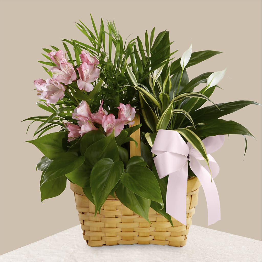 Living Spirit Dishgarden – Danville Floral And Gifts Llc, Danville IL