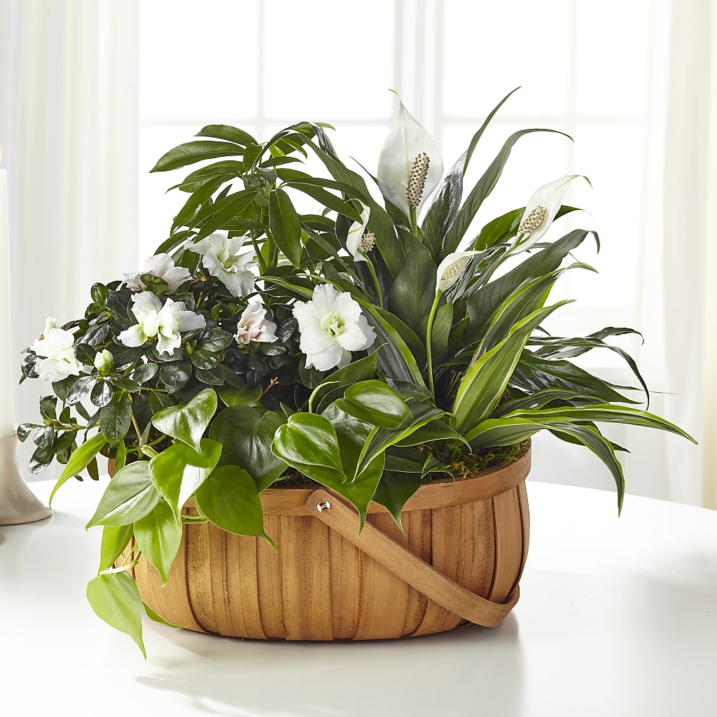 Serene Dishgarden – Danville Floral And Gifts Llc, Danville IL