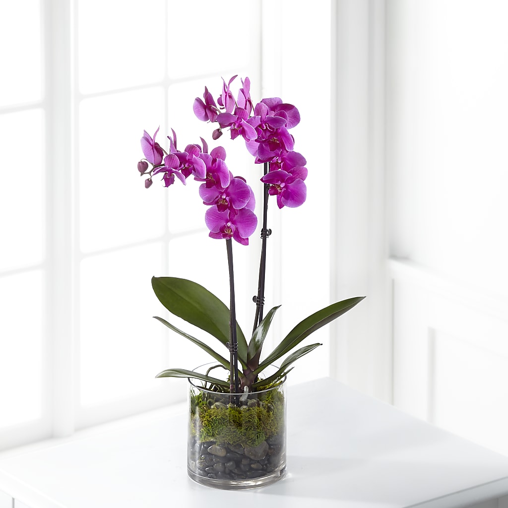Pink Orchid Plant – Danville Floral And Gifts Llc, Danville IL