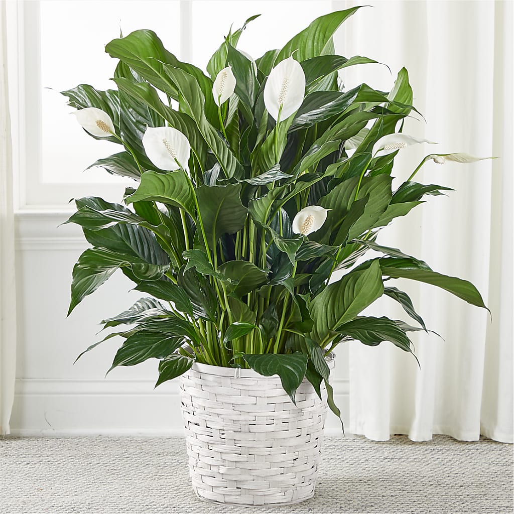 A New Leaf Peace Lily – Danville Floral And Gifts Llc, Danville IL