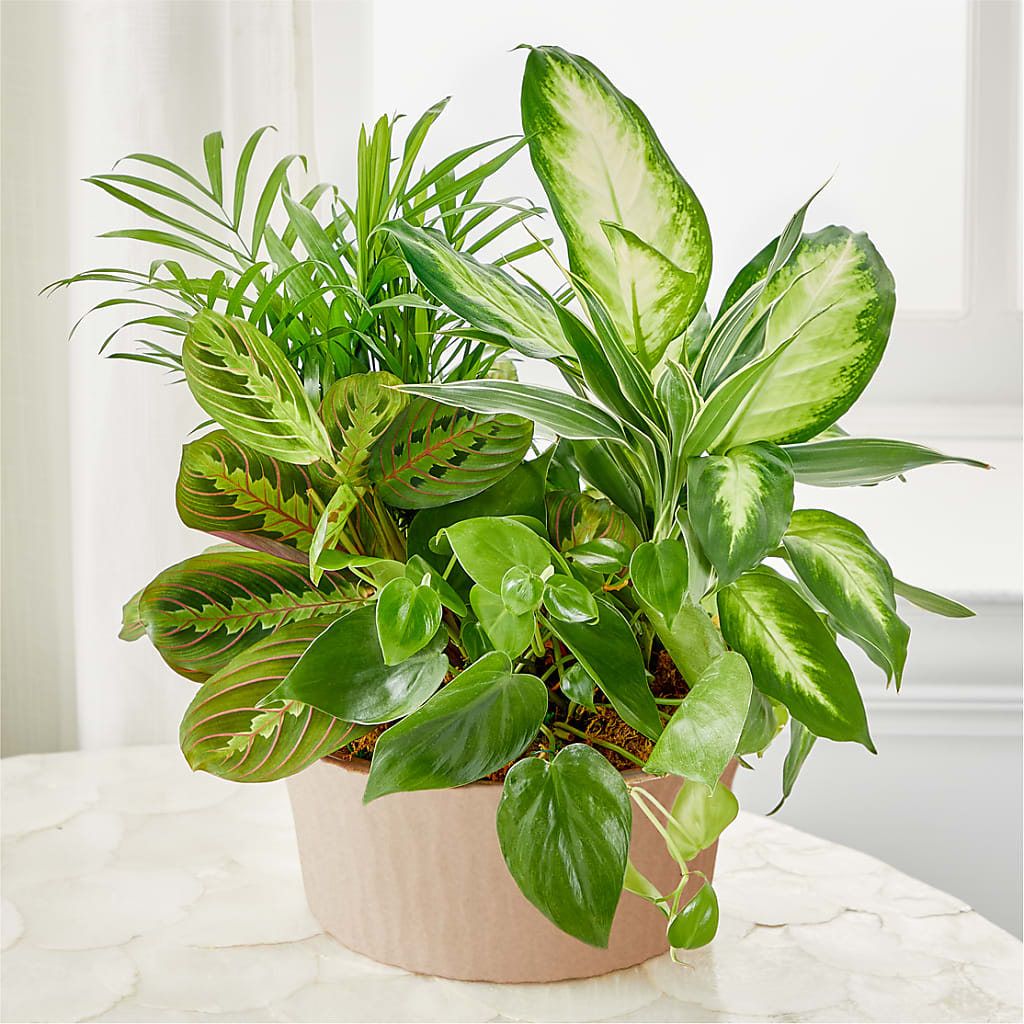 Balance & Harmony Dishgarden – Danville Floral And Gifts Llc, Danville IL