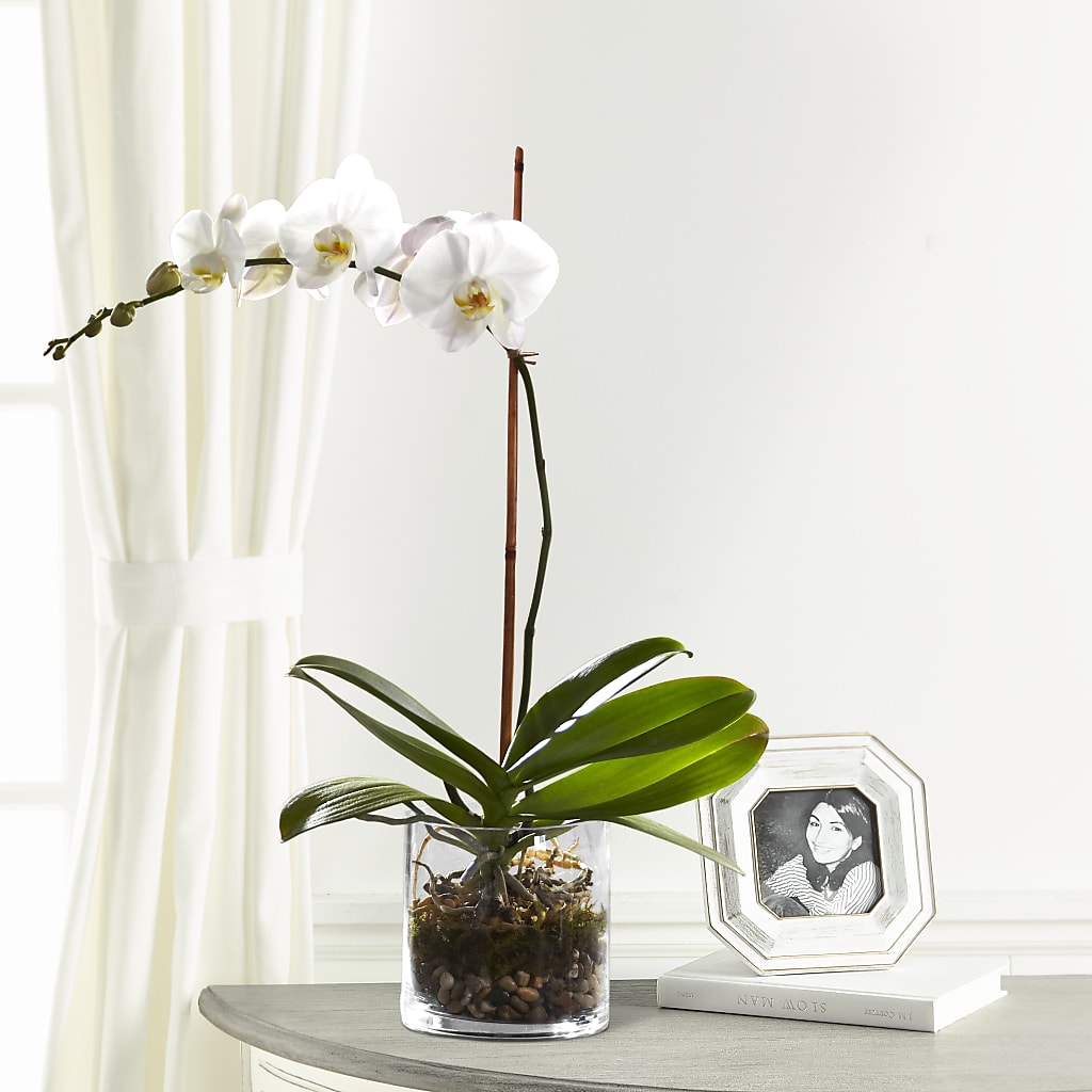 White Orchid Planter – Danville Floral And Gifts Llc, Danville IL
