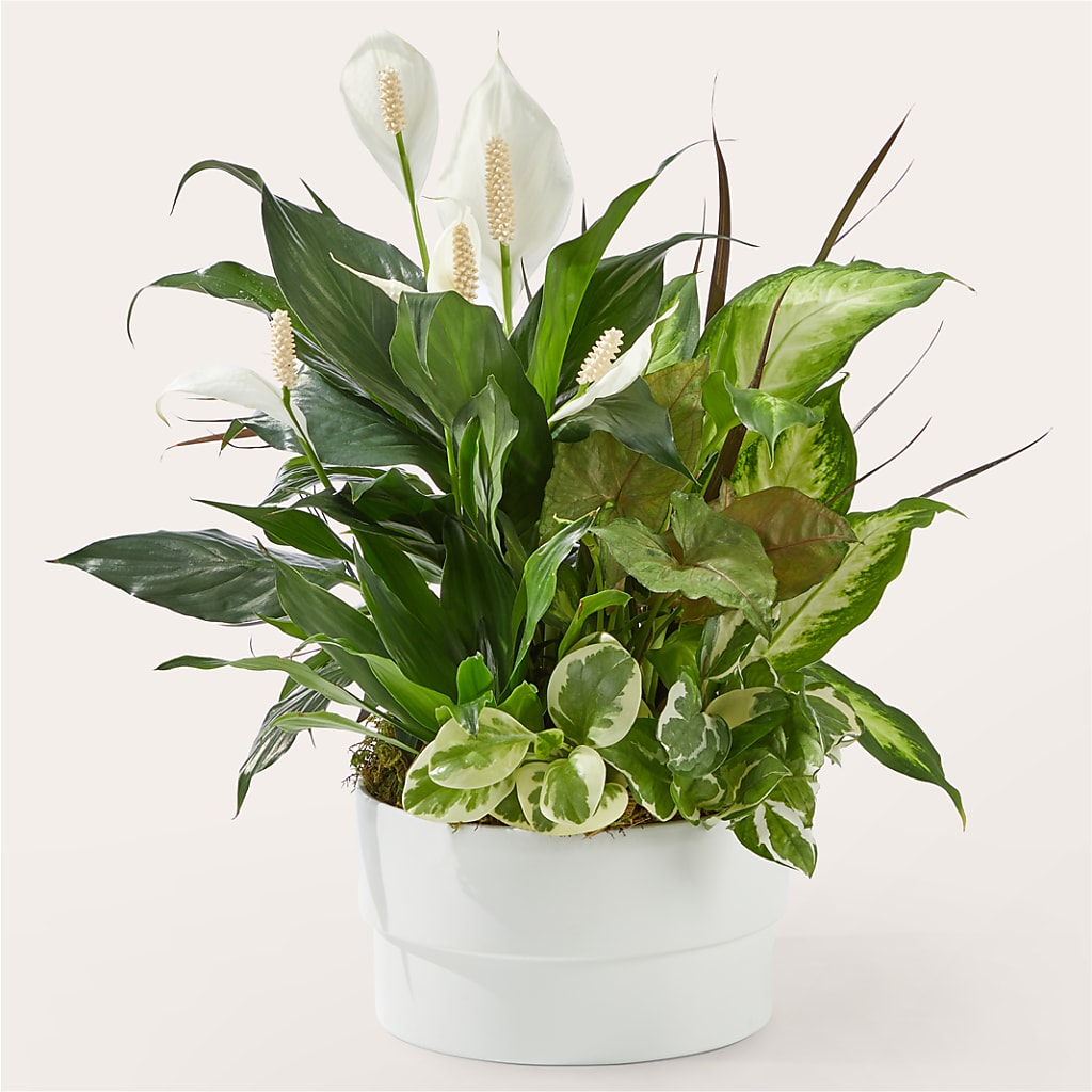 Radiating Positivity Dishgarden – Danville Floral And Gifts Llc, Danville IL