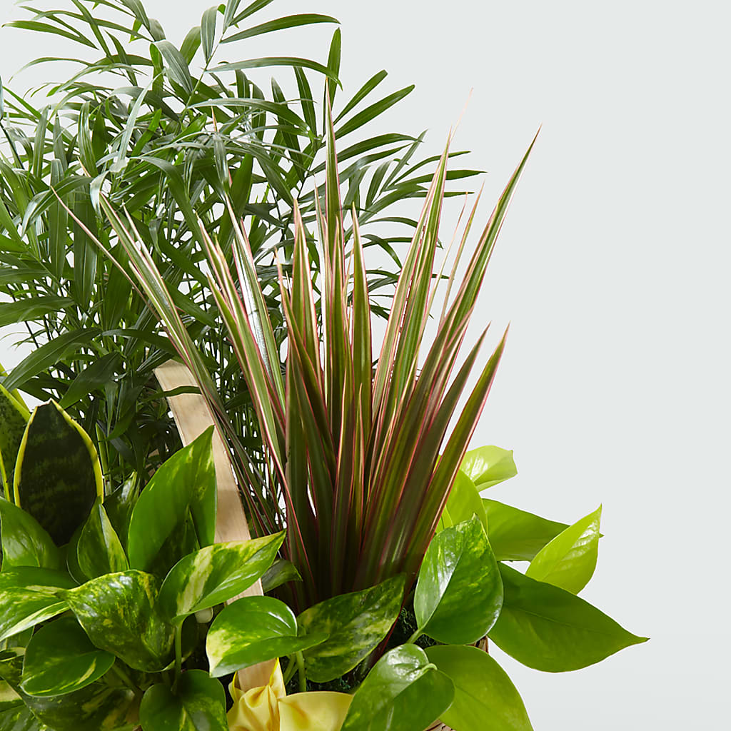 French Garden –  Danville Floral And Gifts Llc, Danville IL