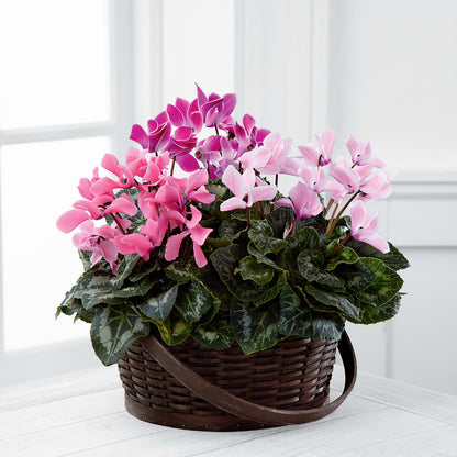 Mixed Cyclamen Planter –  Danville Floral And Gifts Llc, Danville IL