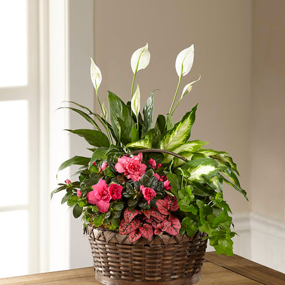 Dream in Pink Dishgarden –  Danville Floral And Gifts Llc, Danville IL