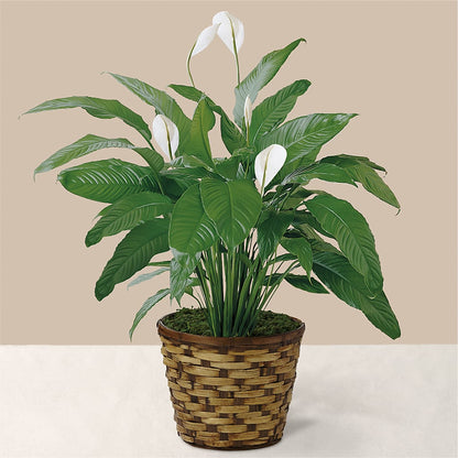 Tranquil Moments Peace Lily Plant –  Danville Floral And Gifts Llc, Danville IL