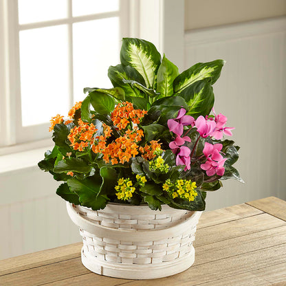 Color Crush Dishgarden –  Danville Floral And Gifts Llc, Danville IL
