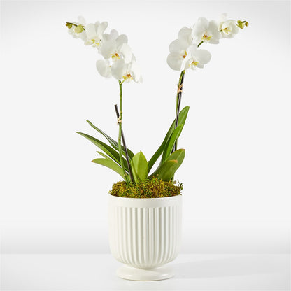 Whispering White Orchid –  Danville Floral And Gifts Llc, Danville IL