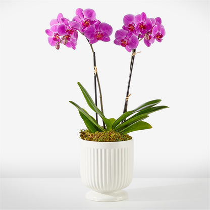 Friendly Fuchsia Orchid –  Danville Floral And Gifts Llc, Danville IL