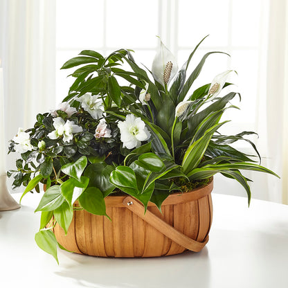 Serene Dishgarden –  Danville Floral And Gifts Llc, Danville IL