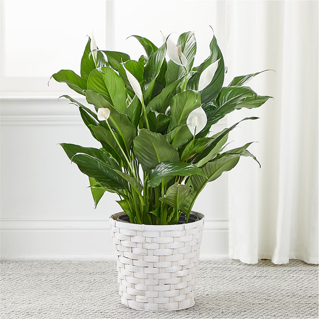 A New Leaf Peace Lily –  Danville Floral And Gifts Llc, Danville IL