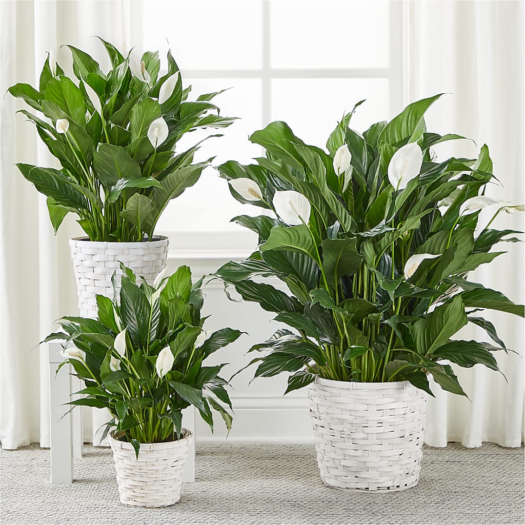 A New Leaf Peace Lily –  Danville Floral And Gifts Llc, Danville IL