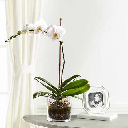 White Orchid Planter –  Danville Floral And Gifts Llc, Danville IL