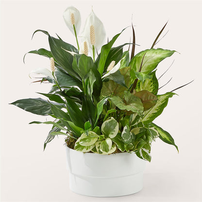 Radiating Positivity Dishgarden –  Danville Floral And Gifts Llc, Danville IL